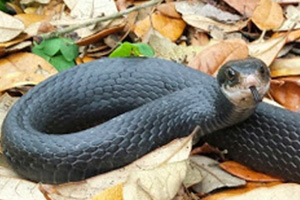 Snake Removal